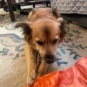 Meet your Posher, Sam